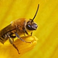 Squash Bee (Peponapis pruinosa) on Cucumber flower, Toronto, Ontario, Canada